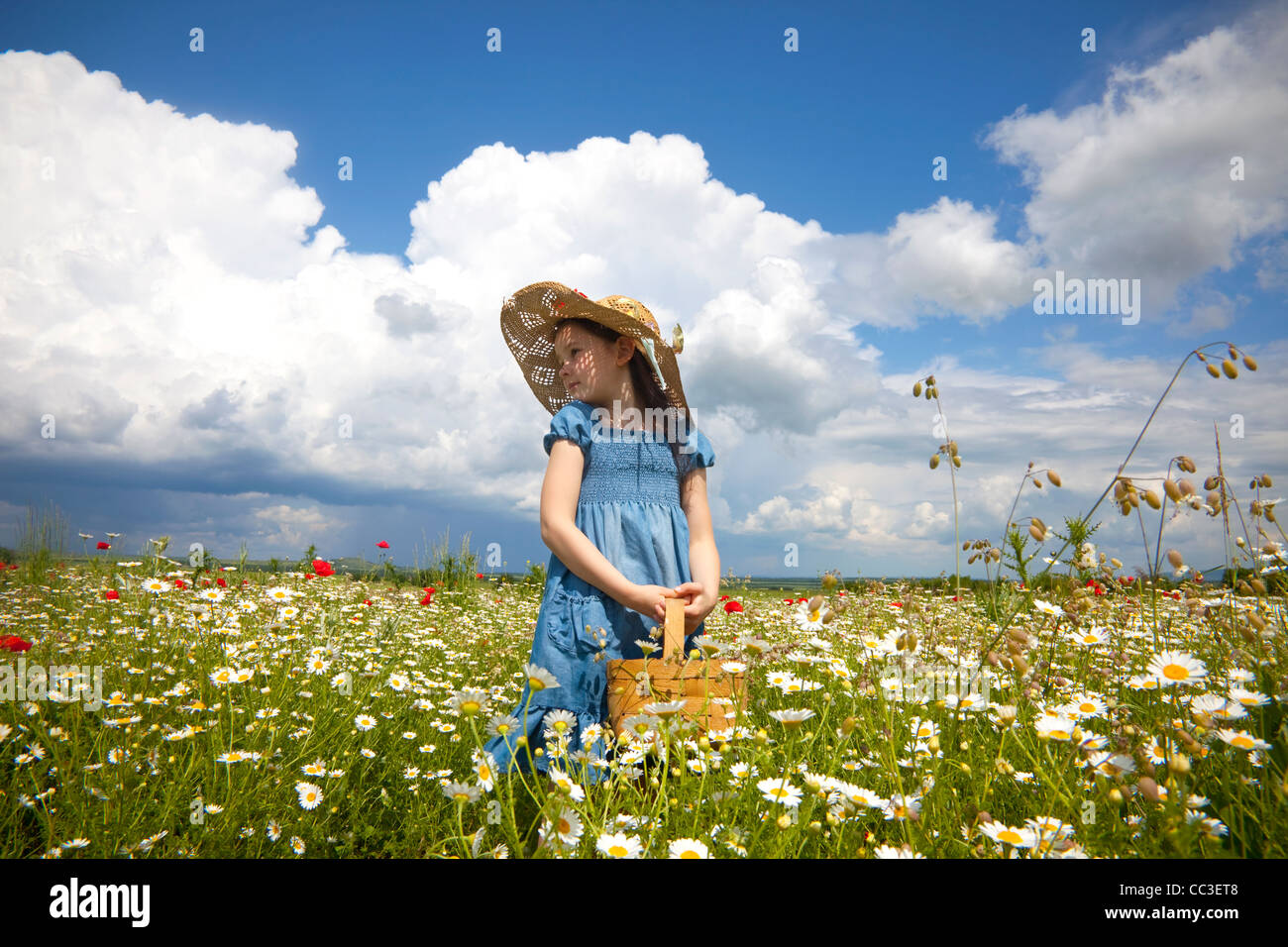 Süße kleine Mädchen auf dem Feld mit Wildblumen-Mohn und Gänseblümchen Stockfoto