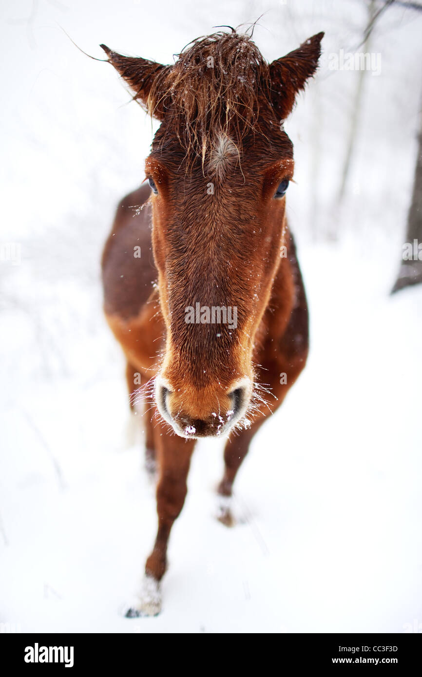 Porträt-Pferd im Winterwald Stockfoto