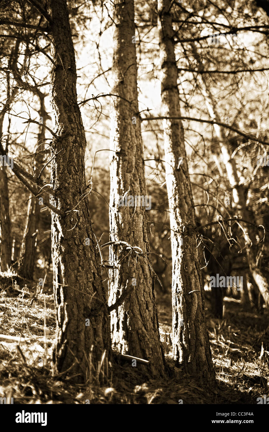 Drei Tannen im Wald Stockfoto