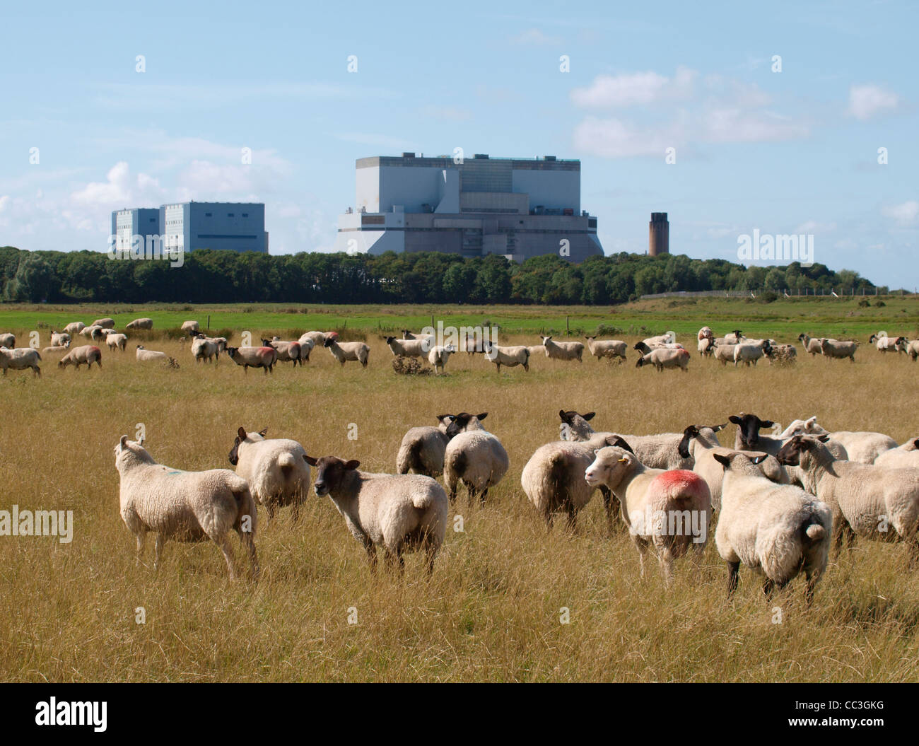 Schafe vor Atomkraftwerk Hinkley Point, Somerset, Großbritannien Stockfoto