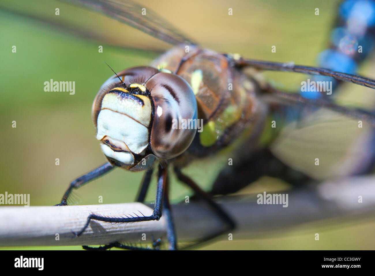 Makroaufnahme einer männlichen Migranten Hawker Libelle (Aeshna Mixta). Stockfoto