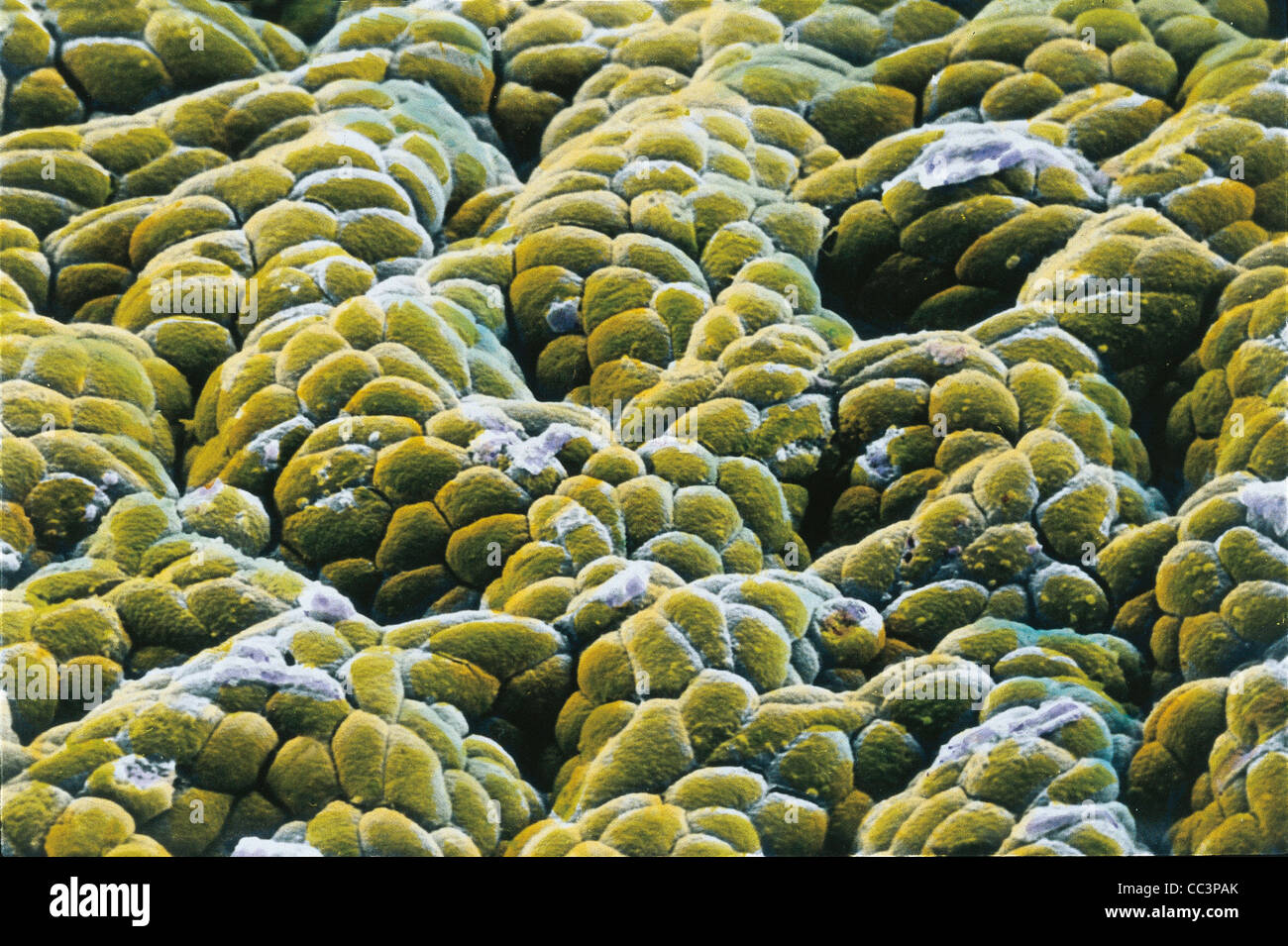 Medizin - Anatomie - Verdauungssystem - Magen durch Mikroskop gesehen. Stockfoto