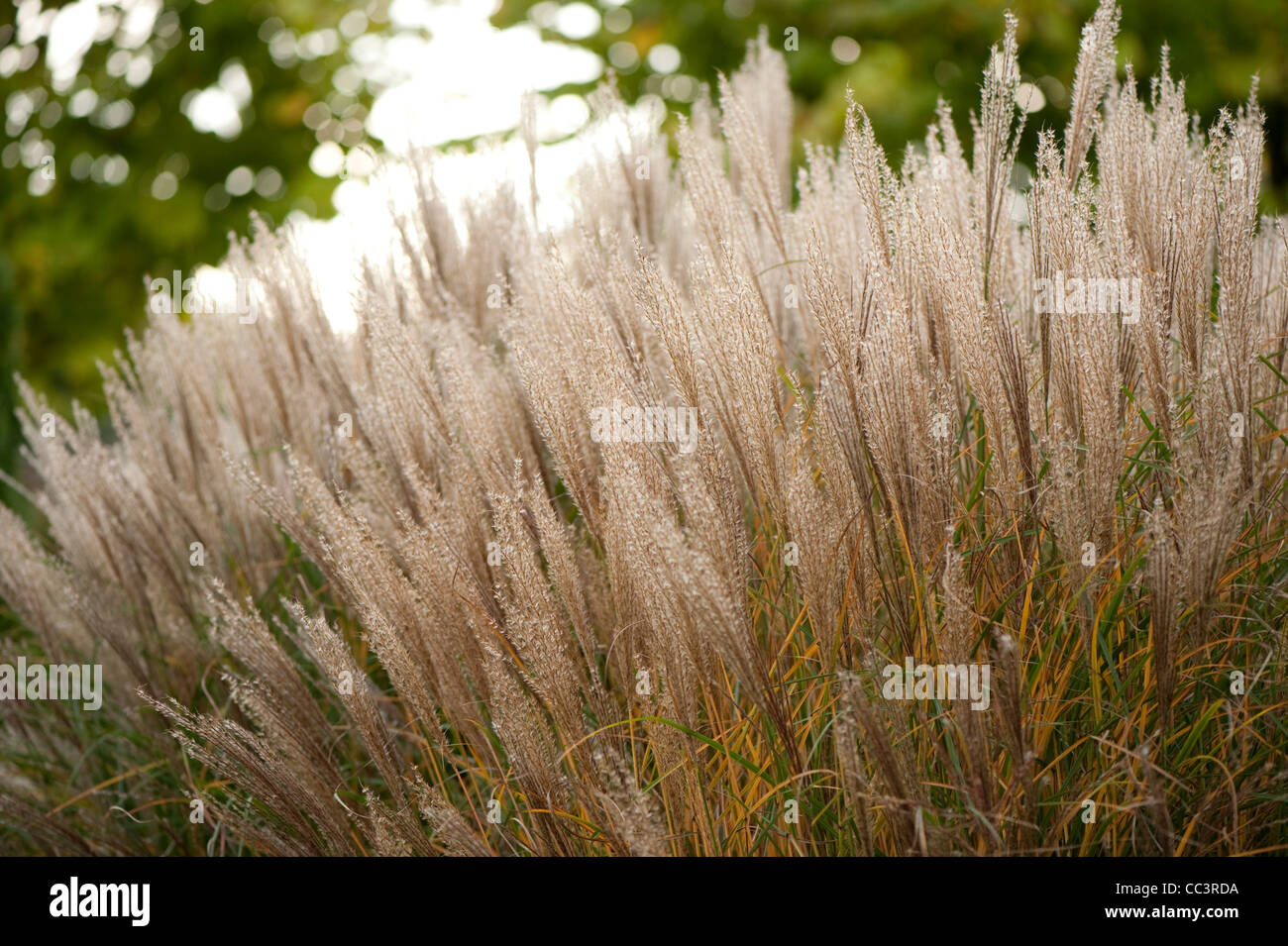 Miscanthus Sinensis 'Rotsilber' oder Miscanthus Sinensis "Rot Silber", im Herbst Stockfoto