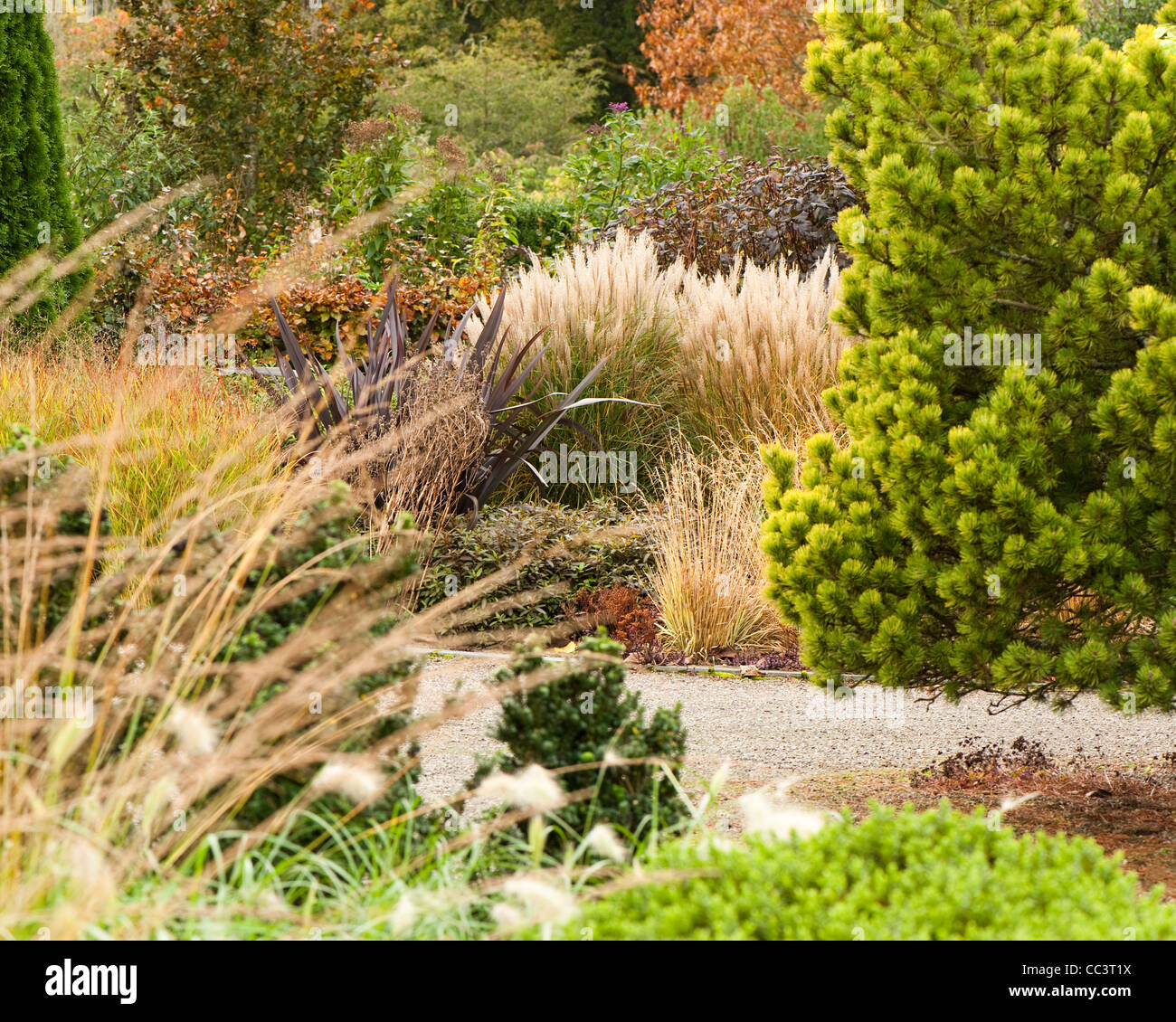 Panicum Virgatum Autumn Stockfotos und bilder Kaufen Alamy