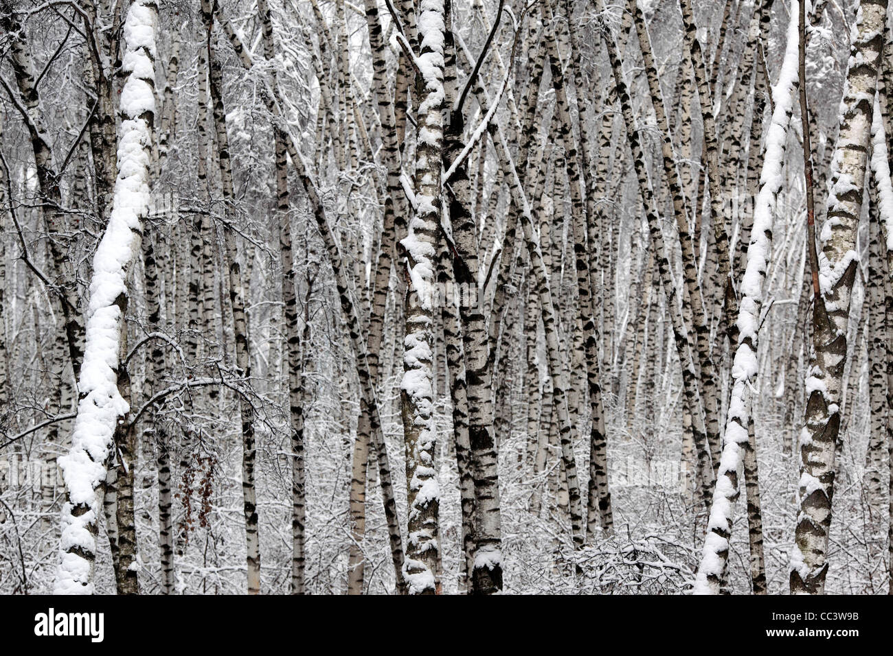 Wald im Winter, Moskau, Russland Stockfoto