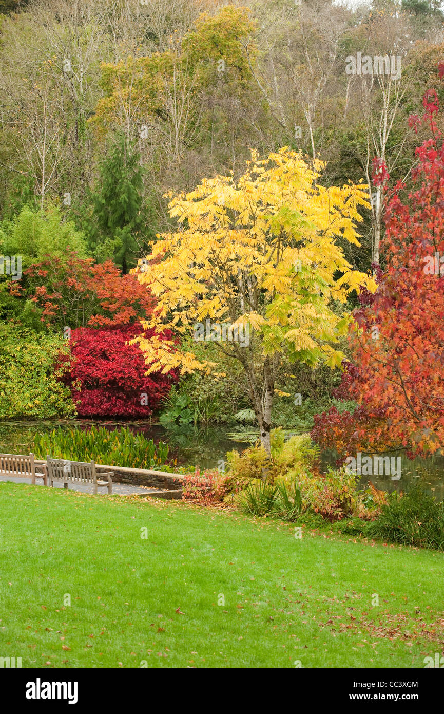 Toona Sinensis, chinesische Mahagoni oder Zeder, im Herbst, The Lake, RHS Rosemoor, Devon, England, Vereinigtes Königreich Stockfoto