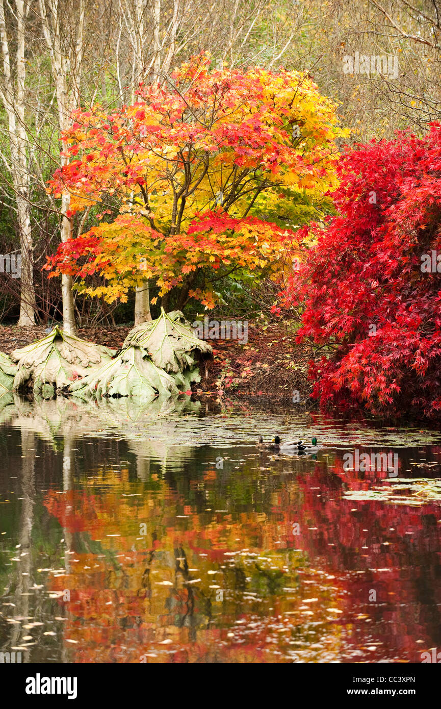 Der See am RHS Rosemoor im Herbst, Devon, England, Vereinigtes Königreich Stockfoto