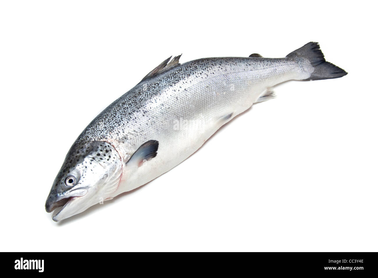 Atlantischer Lachs (Salmo salar). Stockfoto