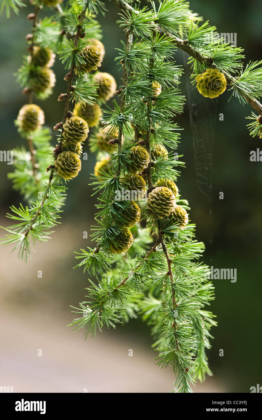 Zweig der Lärche Baum oder Larix Decidua mit Nadeln und Zapfen im Sommer im park Stockfoto