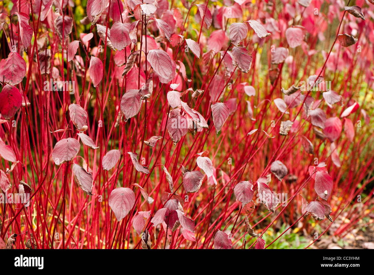 Cornus alba sibirica -Fotos und -Bildmaterial in hoher Auflösung – Alamy