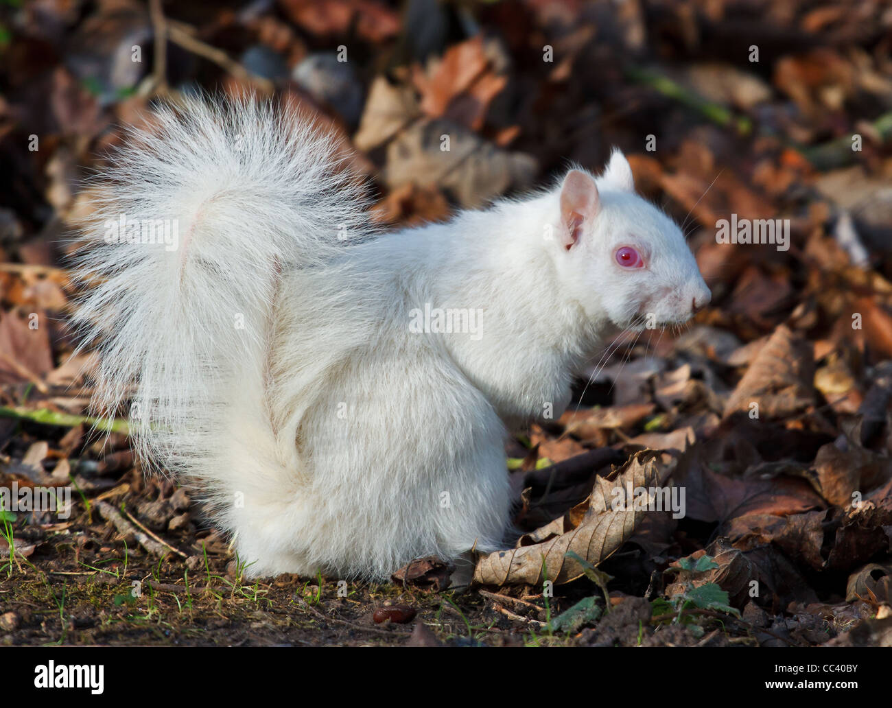 Albino-Grauhörnchen (wild)-Seitenansicht Stockfoto