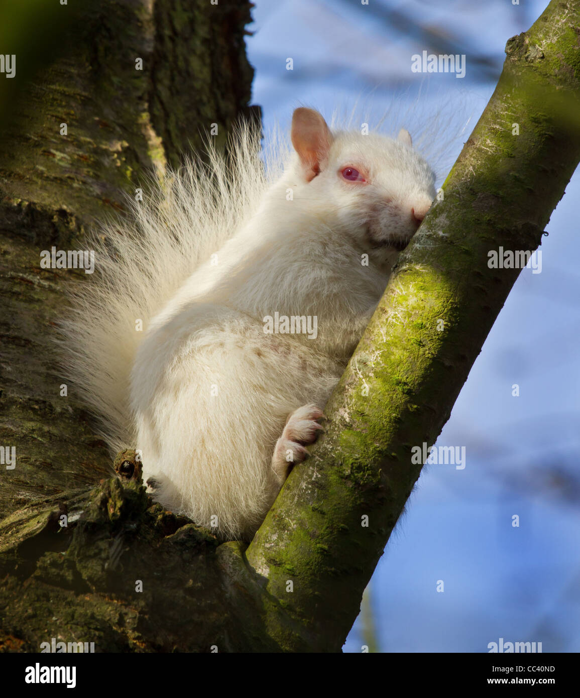 Albino graue Eichhörnchen (Wild) Stockfoto