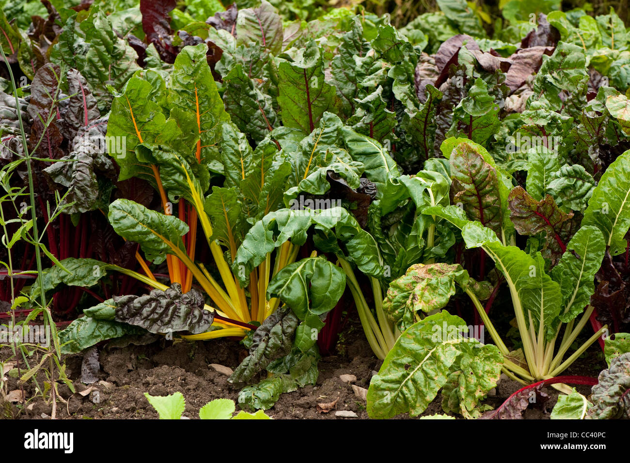 Mangold oder Blatt Rüben 'Rainbow gemischt', Beta vulgaris Stockfoto