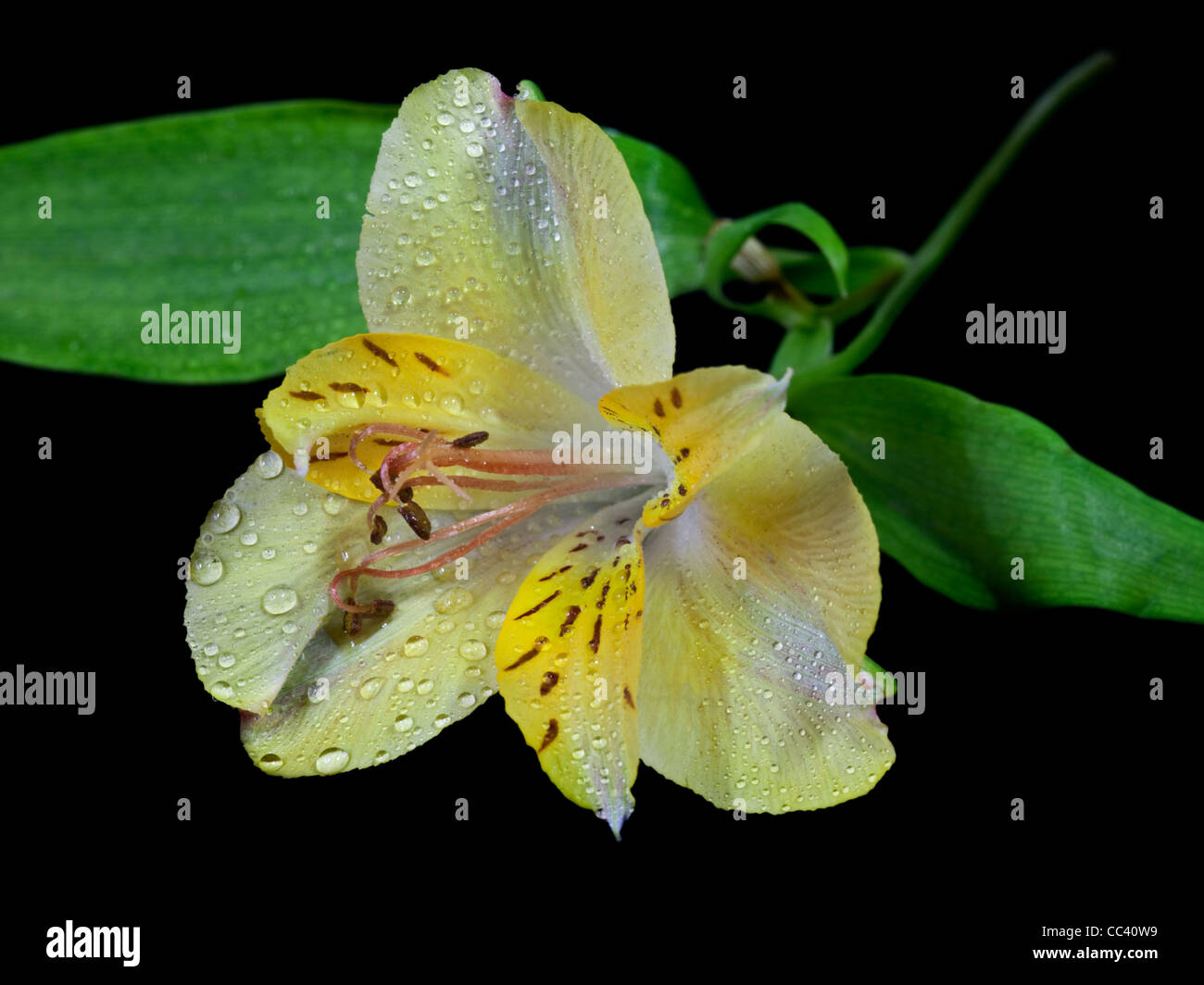 Gelbe Alstroemeria (Peruanische Lilie) Stockfoto