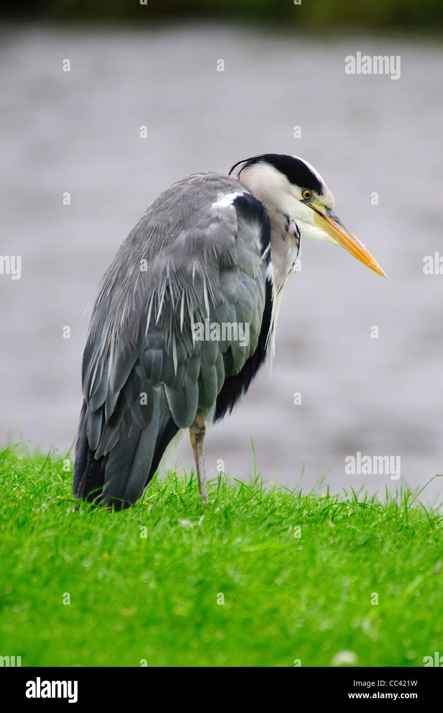 Ein Reiher warten geduldig auf seine nächste Mahlzeit UK lange Rechnung Schnabel Stockfoto