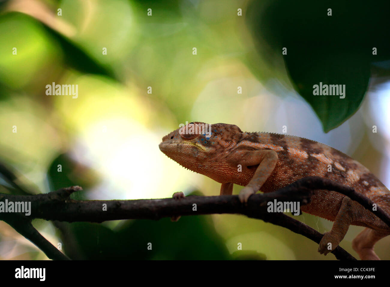 Ein Chamäleon unter den Regenwald Baldachin, zeigt einen seiner stereoskopische Augen in Nahaufnahme. Nosy Komba, Nordwest-Madagaskar Stockfoto