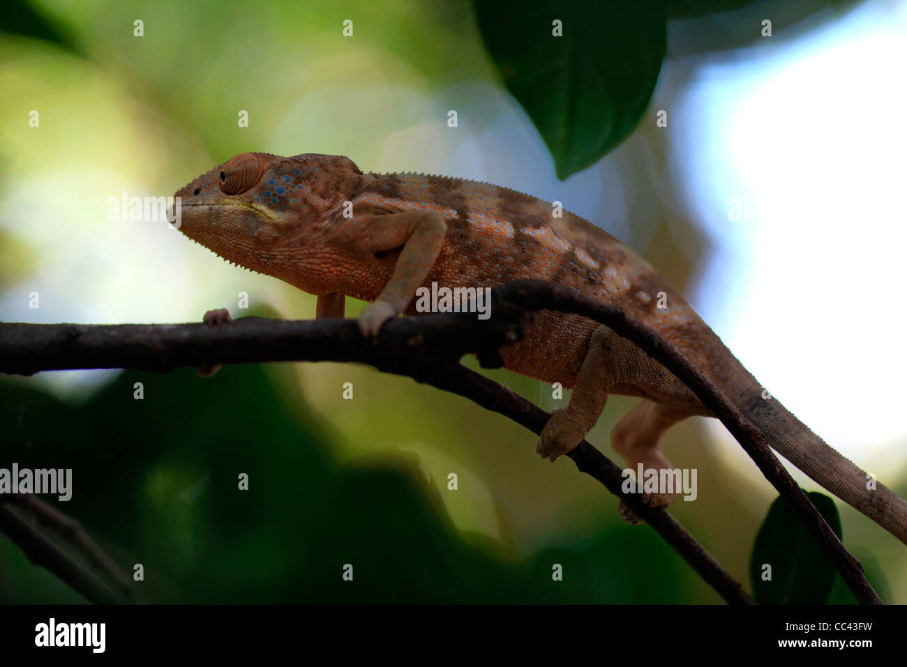 Ein Chamäleon unter den Regenwald Baldachin, zeigt einen seiner stereoskopische Augen in Nahaufnahme. Nosy Komba, Nordwest-Madagaskar Stockfoto
