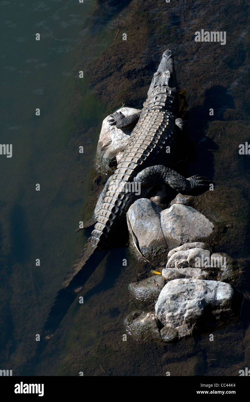 Nil-Krokodil, sonnen sich auf Felsen, Crocodylus Niloticus, Südafrika Stockfoto