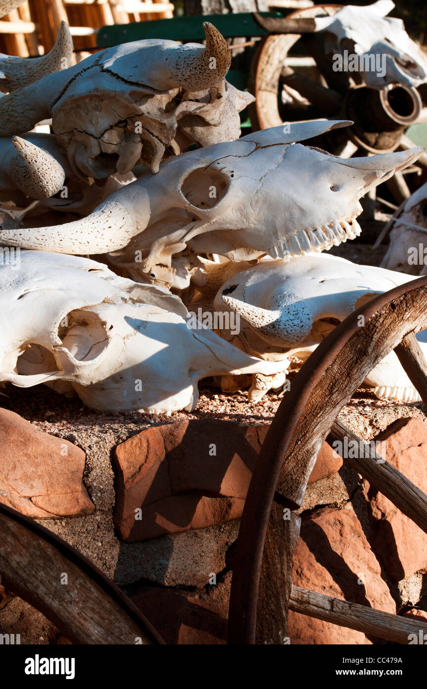 Kuh-Schädel und hölzerne Wagenrad, Arizona Stockfoto