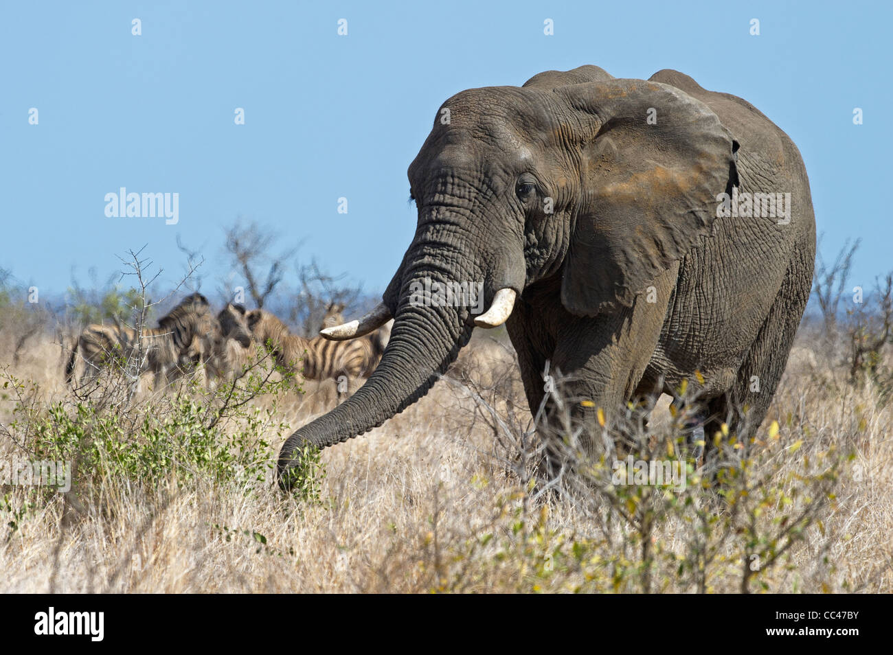 Ein afrikanischer Elefantenbulle Weiden Stockfoto