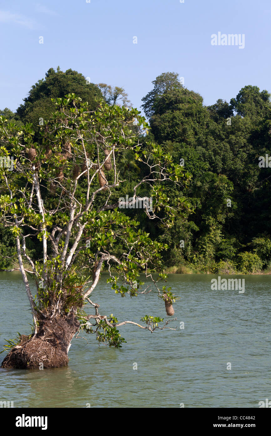 Oropendola Montezuma Nester, Gatun See, Panamakanal, Republik von Panama, Mittelamerika Stockfoto