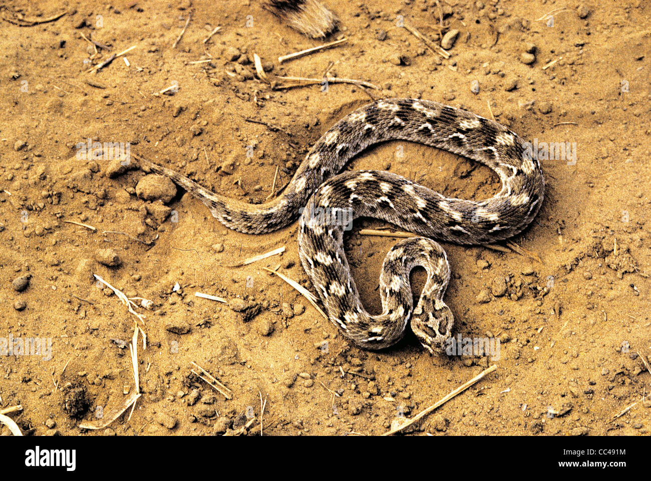 Zoologie: Reptilien retikuliert Python (Python Reticulatus) Indien Stockfoto
