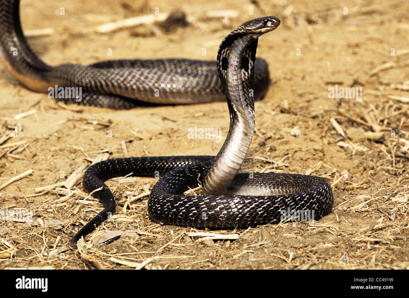 Zoologie: Reptilien aus Gläser Kobra (Naja Naja Naja) Indien Stockfoto