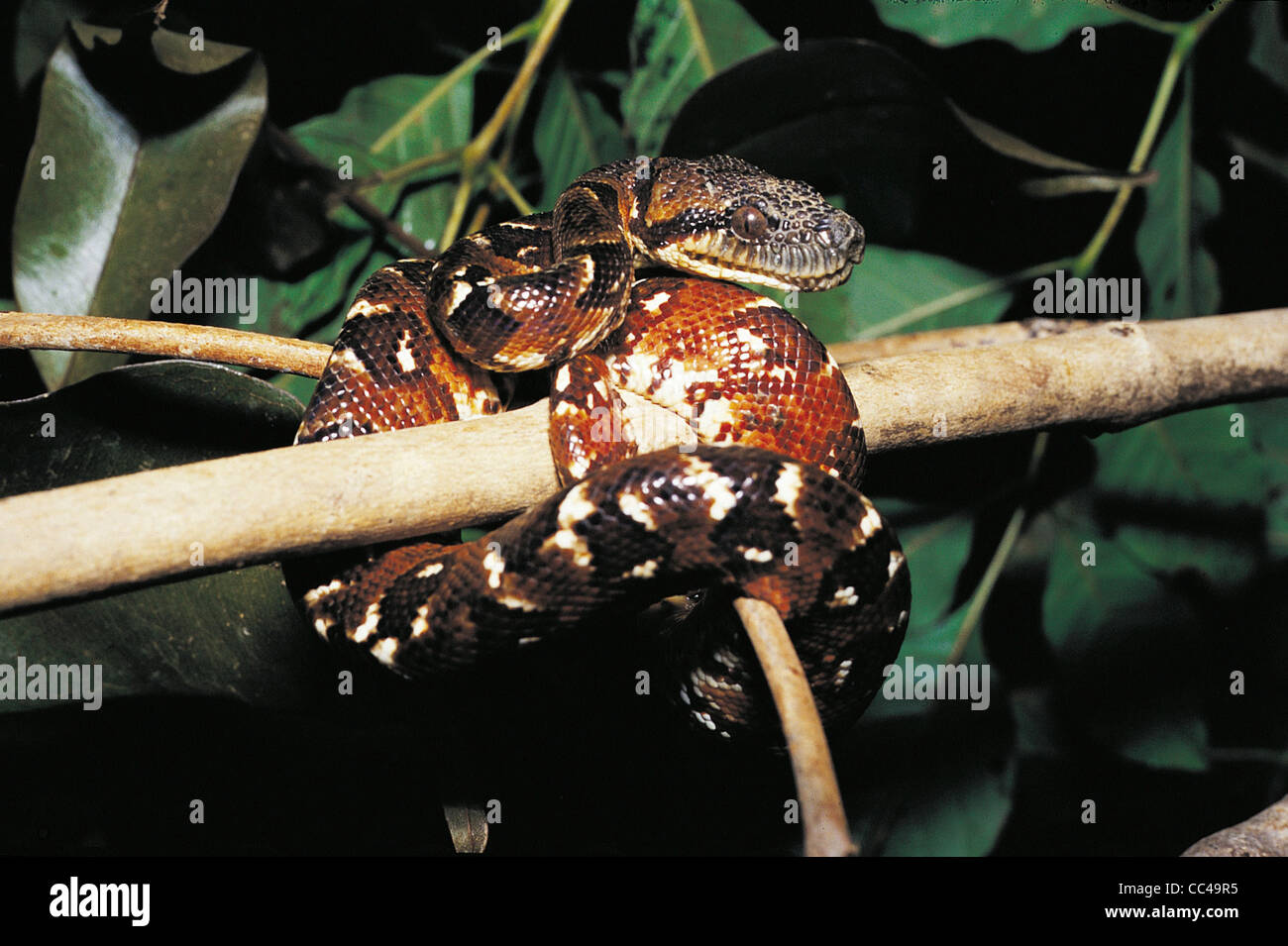 Reptilien: Boa (Sanzin Madagascariensis) Madagaskar Stockfoto
