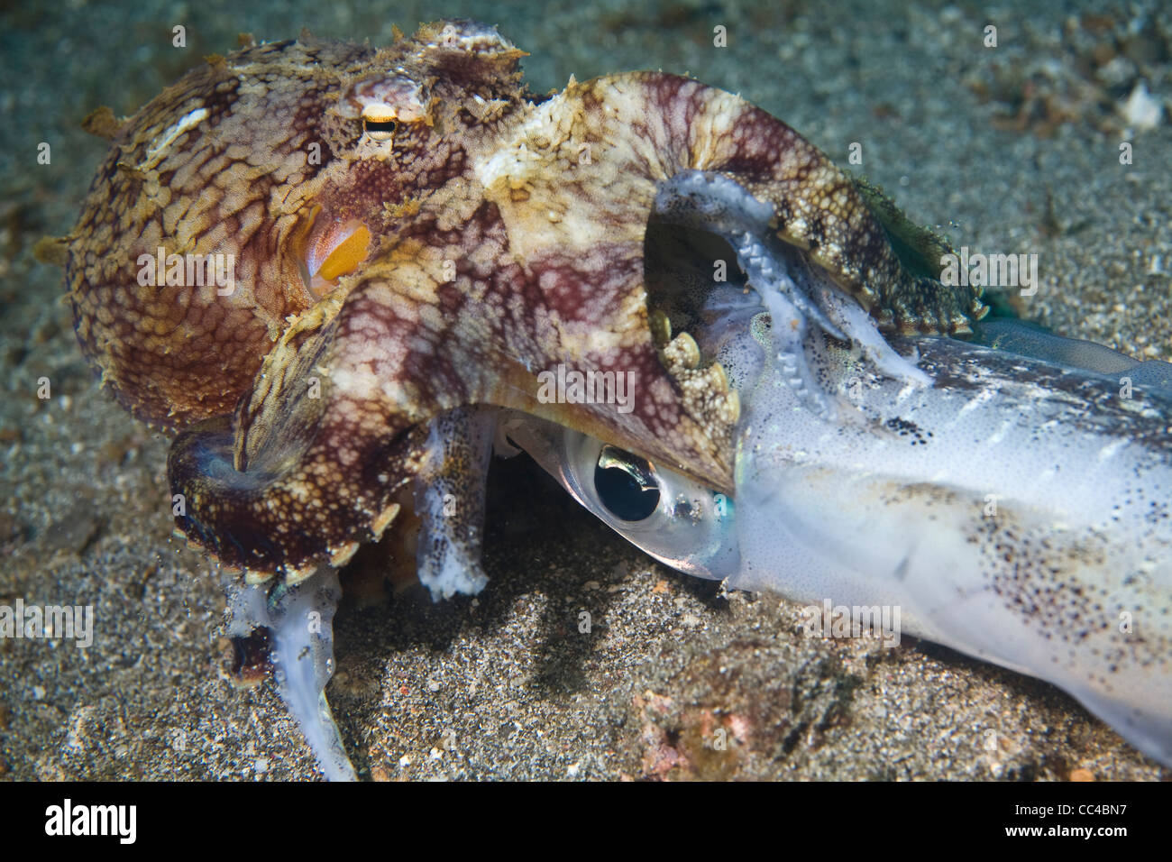 Ein Riff Oktopus (Octopus Cyanea) ernährt sich ein totes Riff Tintenfisch mitten in einem Feld mit vulkanischem Sand aus Nord-Sulawesi. Stockfoto