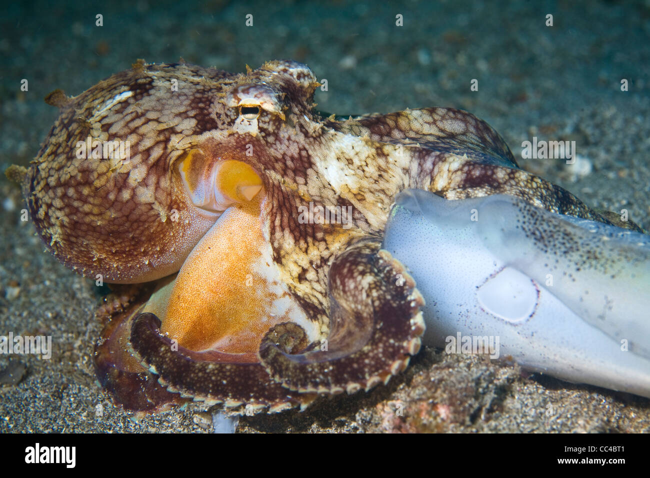 Ein gemeinsame Riff Oktopus (Octopus Cyanea) ernährt sich ein totes Riff Tintenfisch mitten in einem Feld mit vulkanischem Sand aus Nord-Sulawesi. Stockfoto