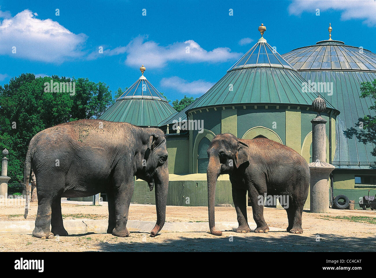 Deutschland München Monaco Hellabrunn Zoo Elefanten Stockfoto