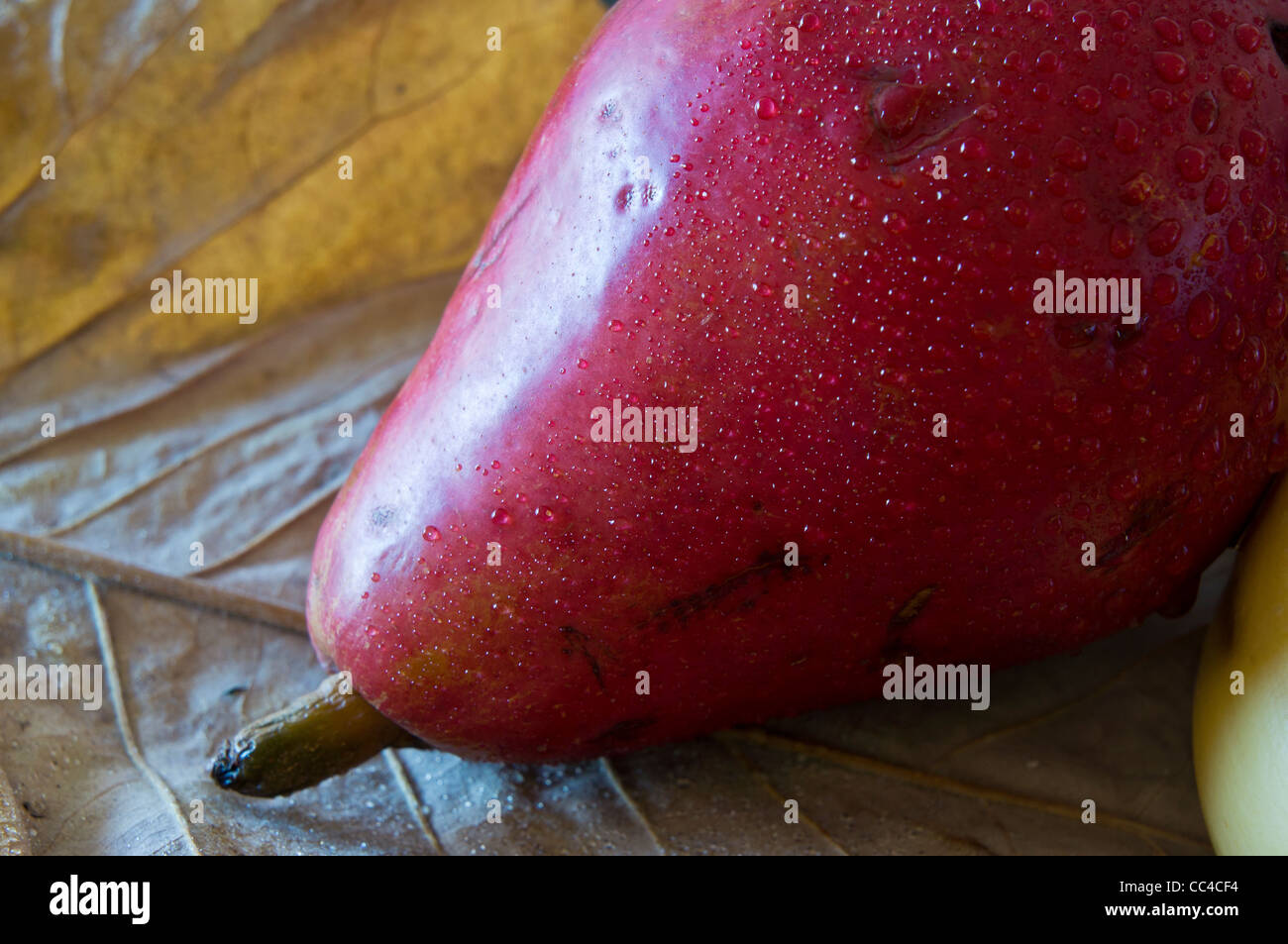 Roten Anjou Birnen hautnah auf Blatt Stockfoto