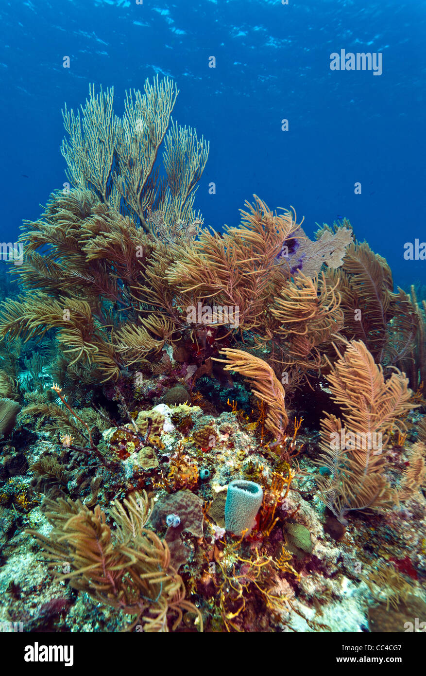 Korallenriff vor Küste von Honduras im Dezember Stockfoto