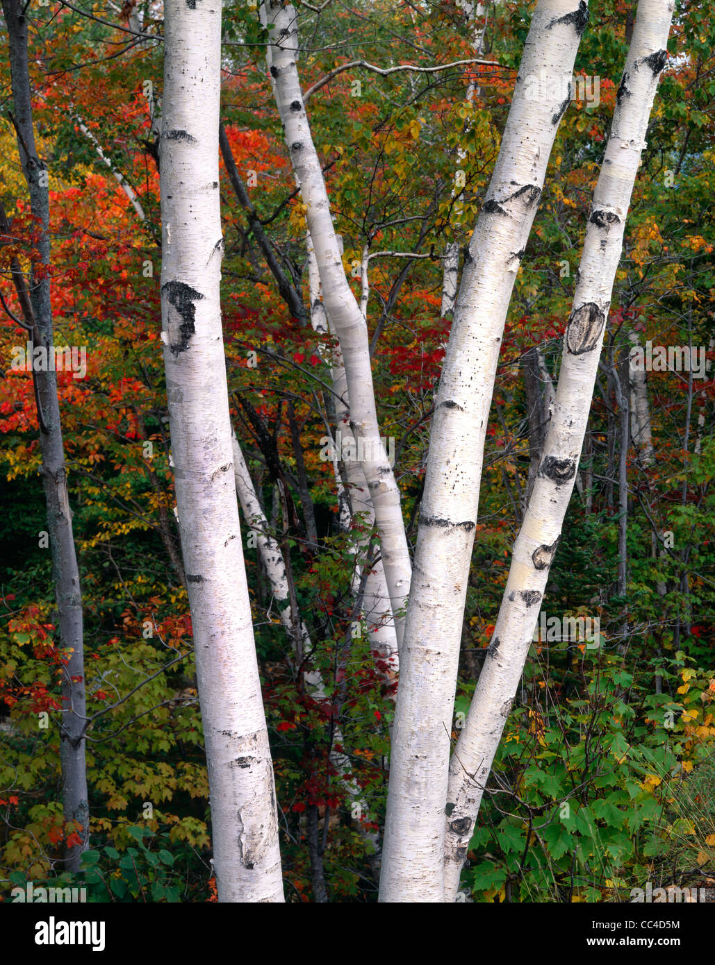 Herbst in New Hampshire Stockfoto