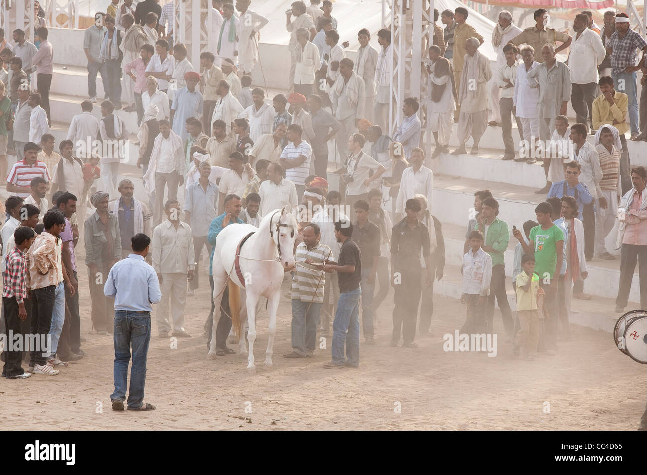 Marwari Pferde tanzen in Pushkar-Stadion Stockfoto