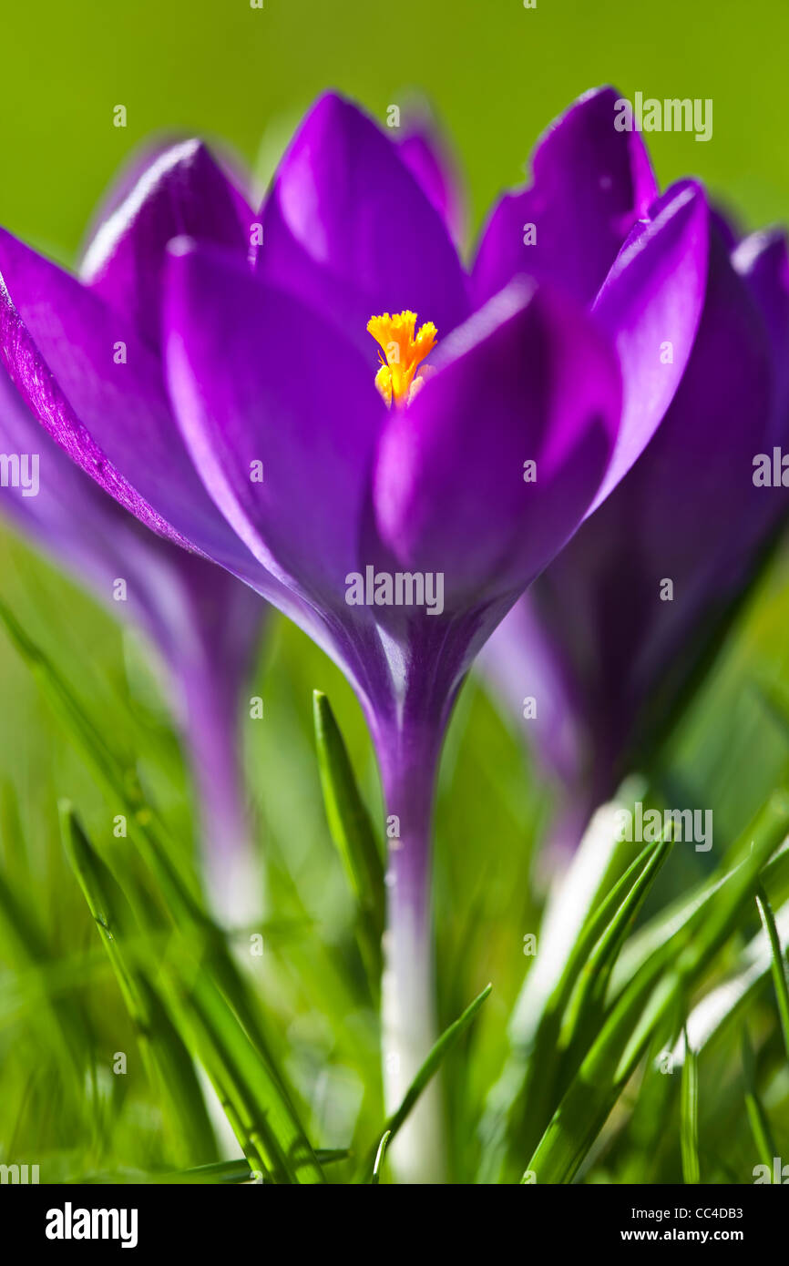 Eine Nahaufnahme von lila Krokus Blüten im Frühjahr Stockfoto