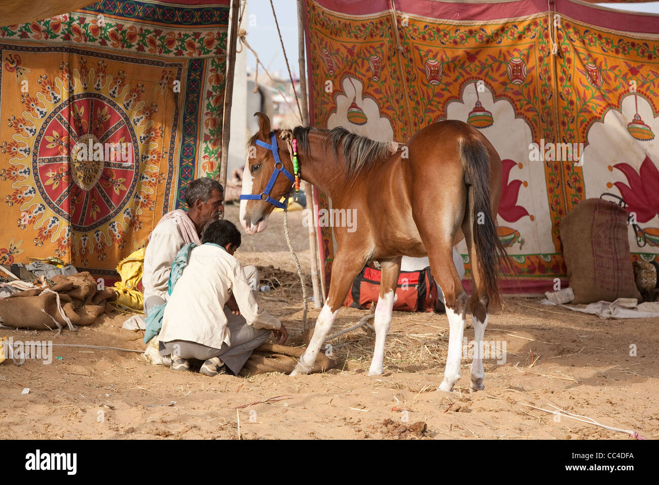 Marwari Pferde und Händler auf der Messe Pushkar, Rajasthan, Indien Stockfoto