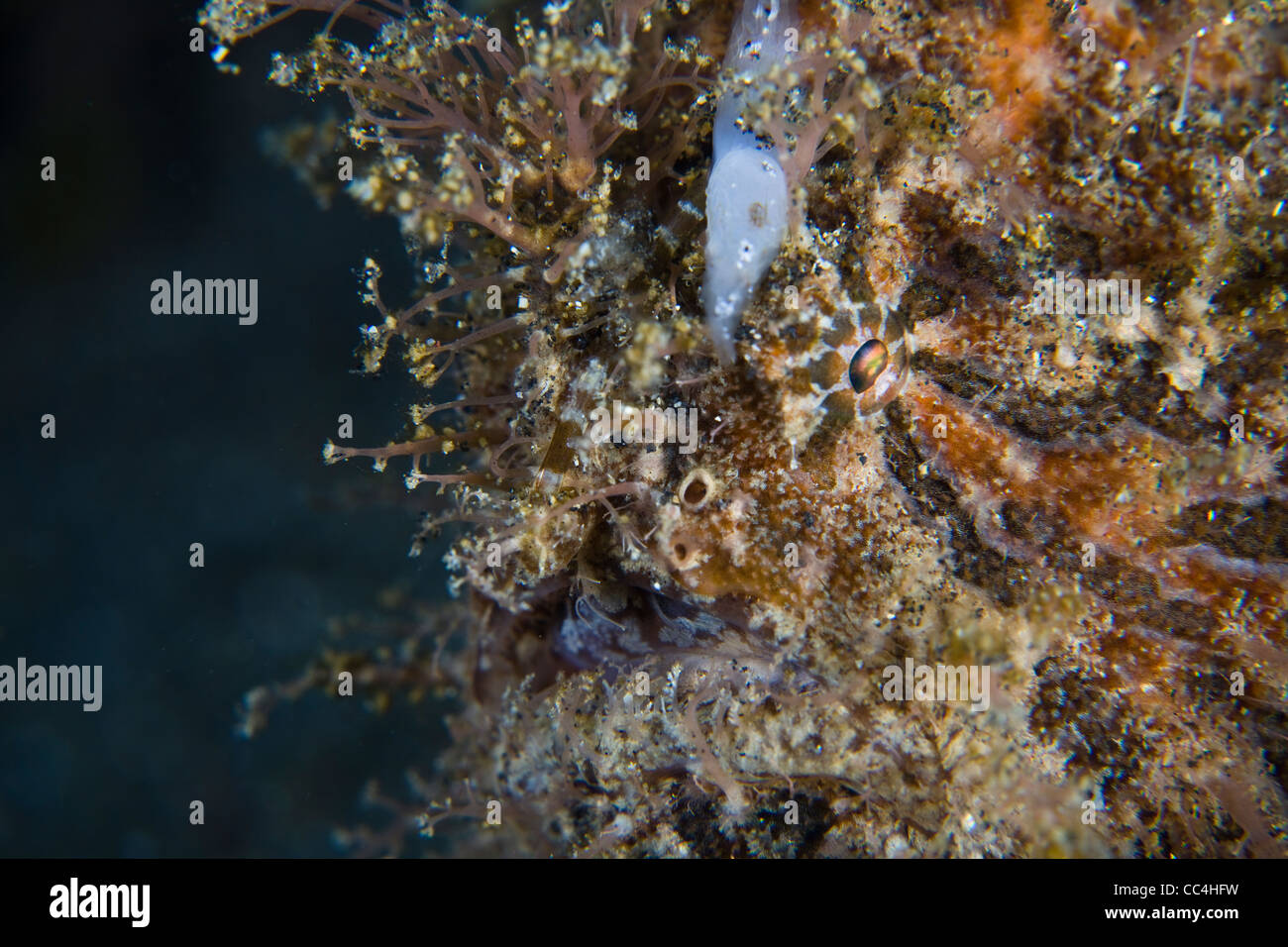 Eine behaarte oder gestreiften Anglerfisch (Antennarius Striatus) ist perfekt getarnt, wie sie auf einem sandigen Boden sitzt. Stockfoto