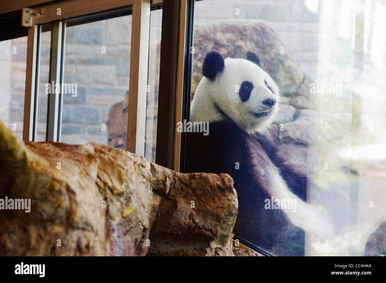 Panda-Bär sitzen in ihren Gehäuse, Adelaide Zoo, Adelaide, Australien Stockfoto