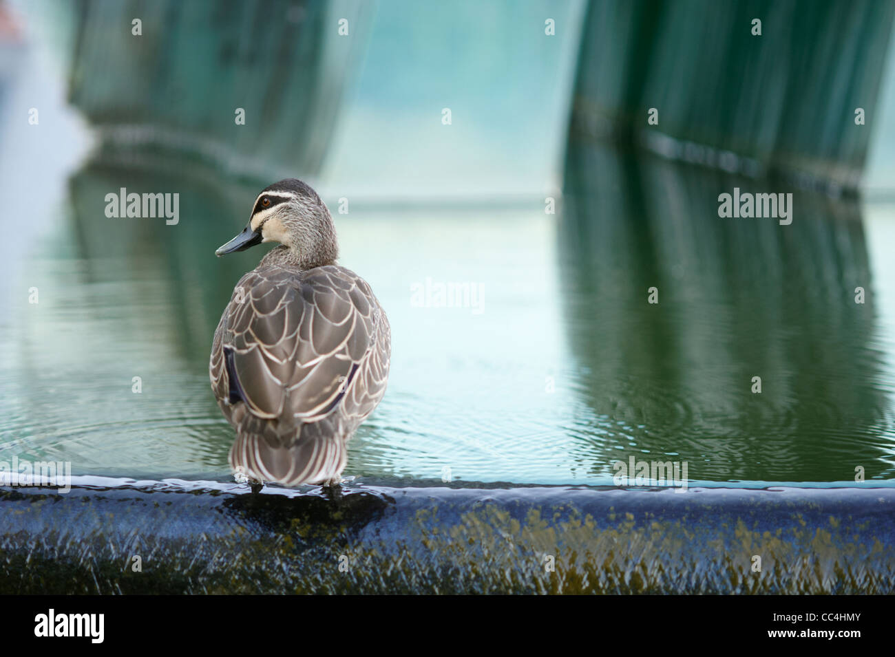 Ente sitzend am Rand des Brunnens, Adelaide Zoo, Adelaide, Australien Stockfoto