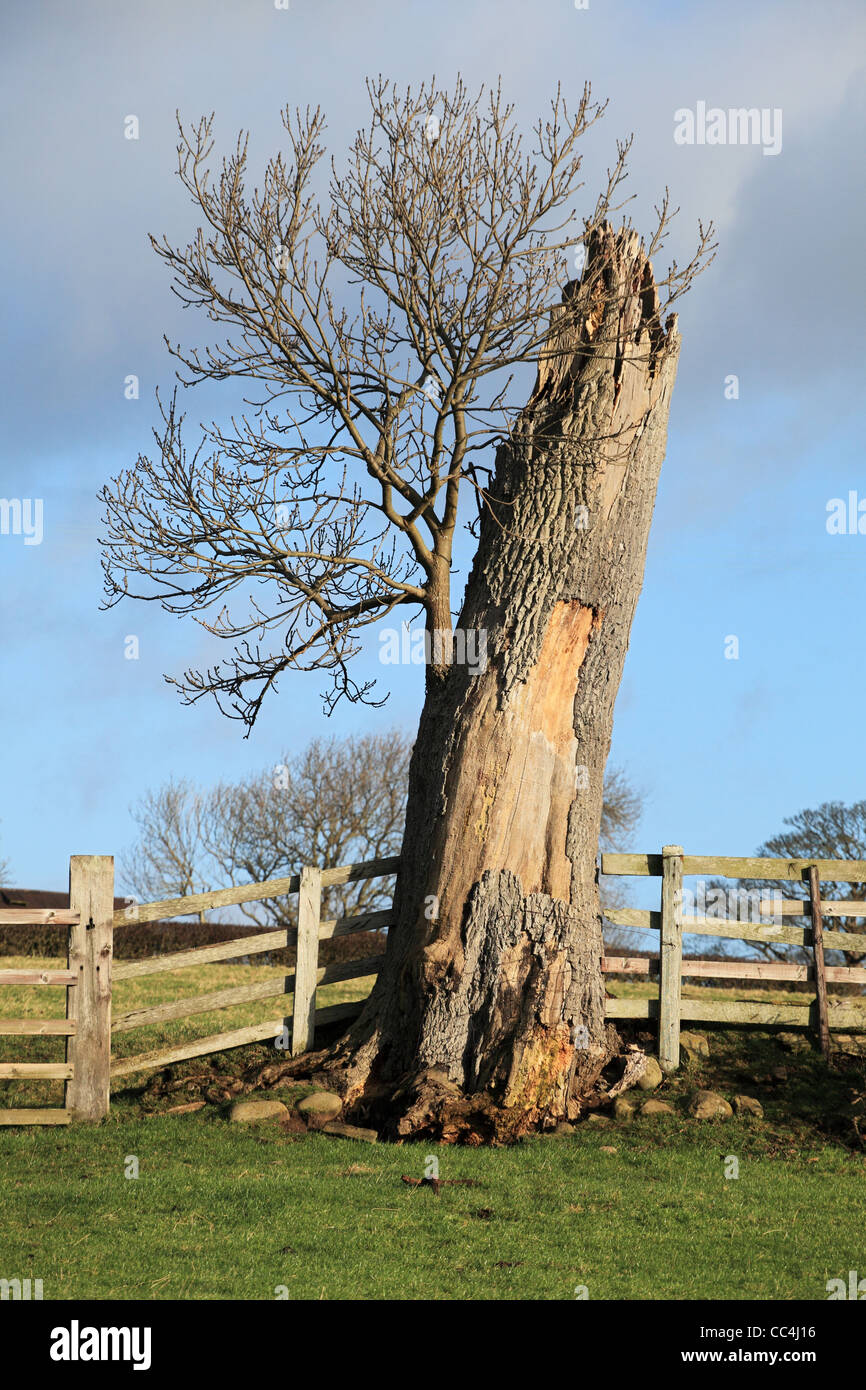 Neu ab alt wächst ein neuer Baum aus dem Stumpf der beschädigten Stamm eines Baumes. Stockfoto