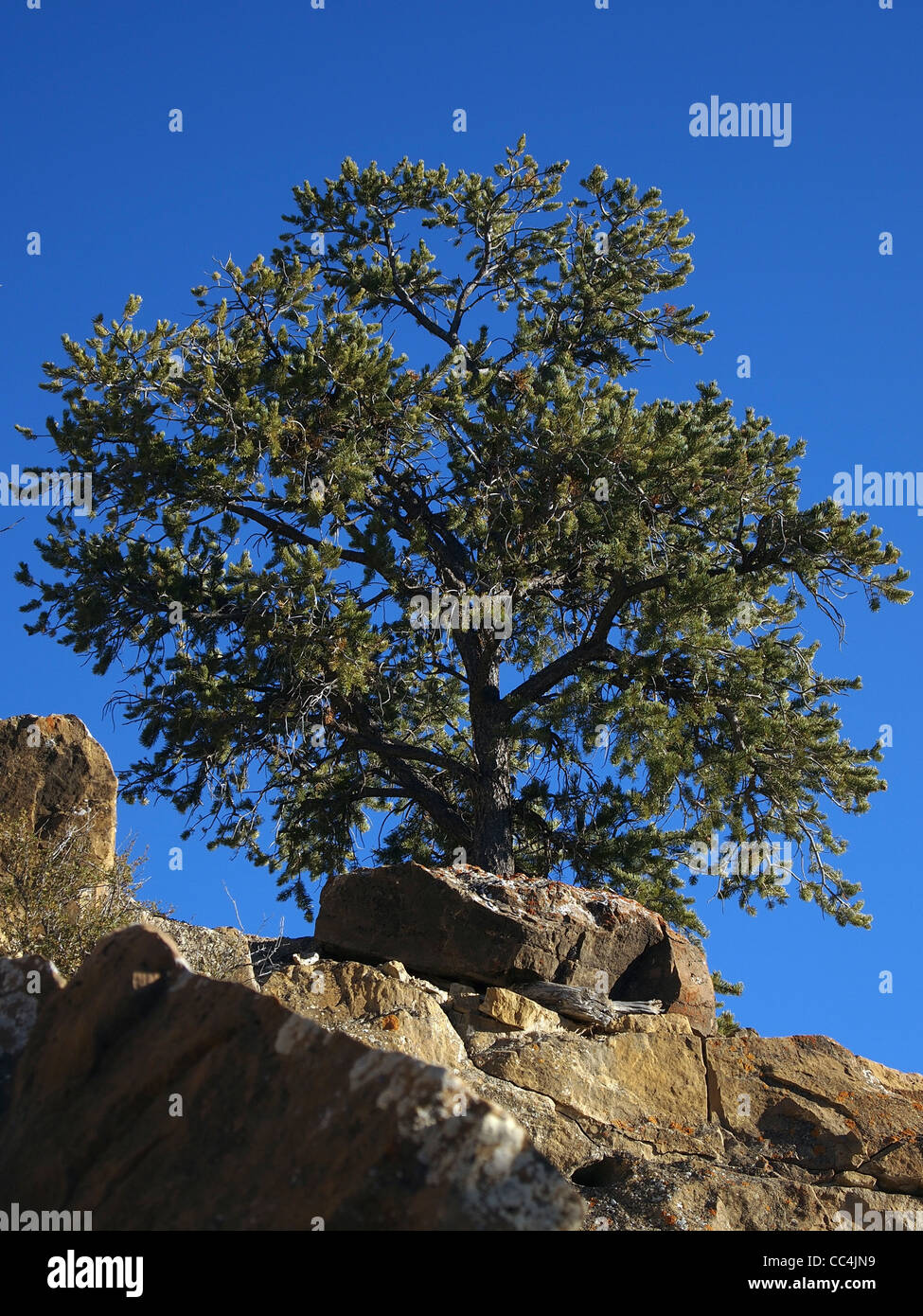Eine einsame Pinyon-Kiefer auf einem felsigen Bergrücken. Stockfoto