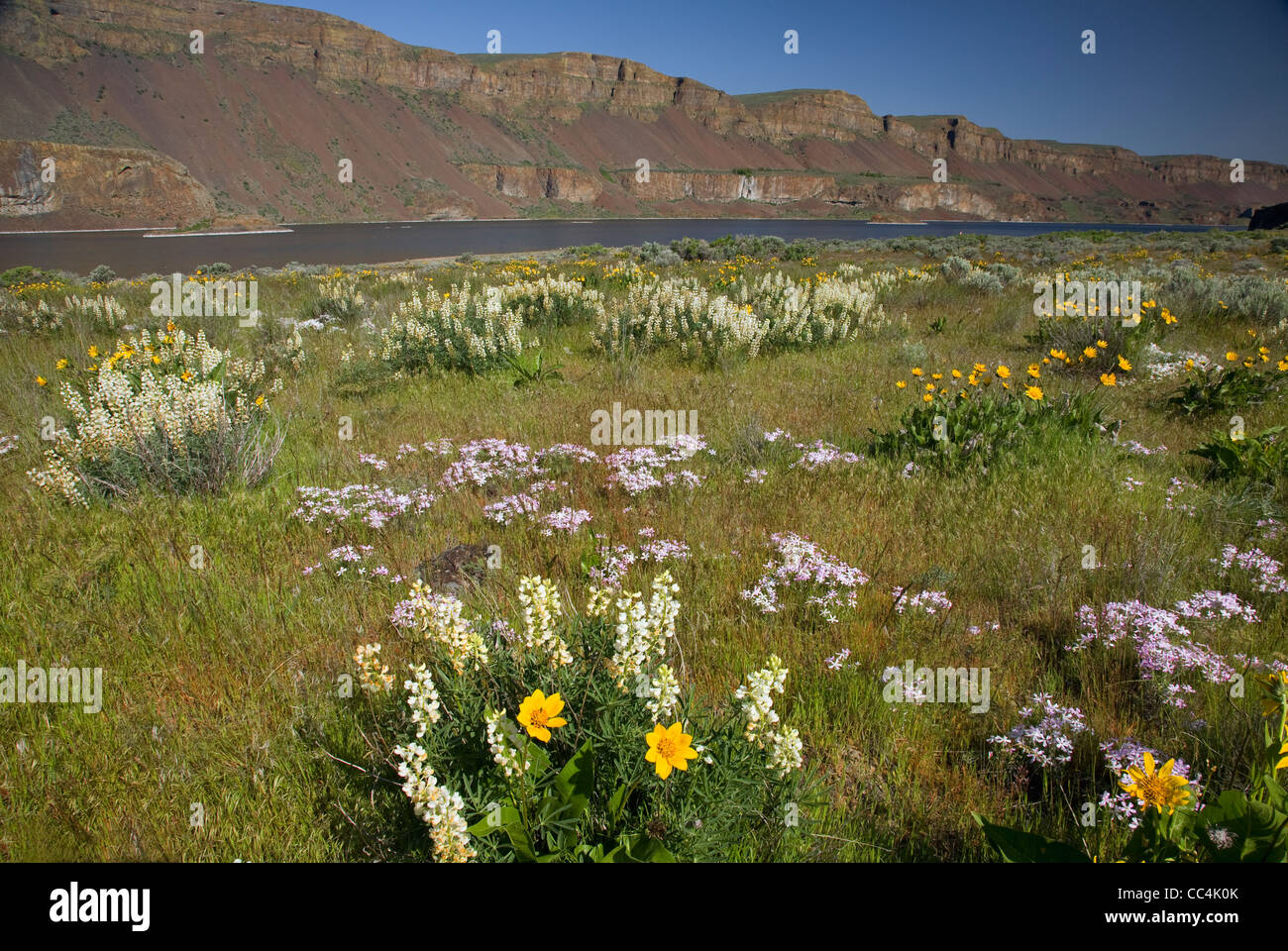 Pfeil Blättern Sie Balsamwurzel und Schwefel Lupine mit Rittersporn und Phlox blüht auf den Wiesen an den Ufern des Lake Lenore. Stockfoto