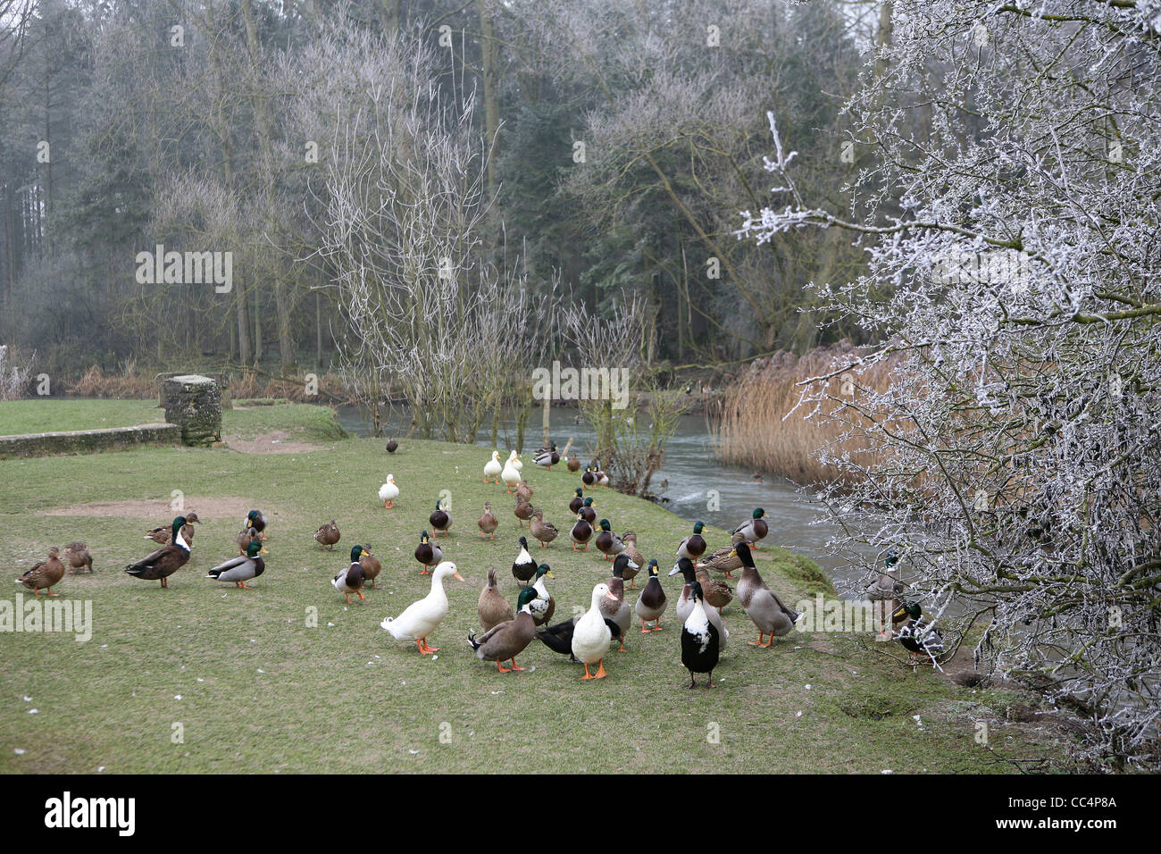 Enten am Fluss an einem frostigen Tag Stockfoto