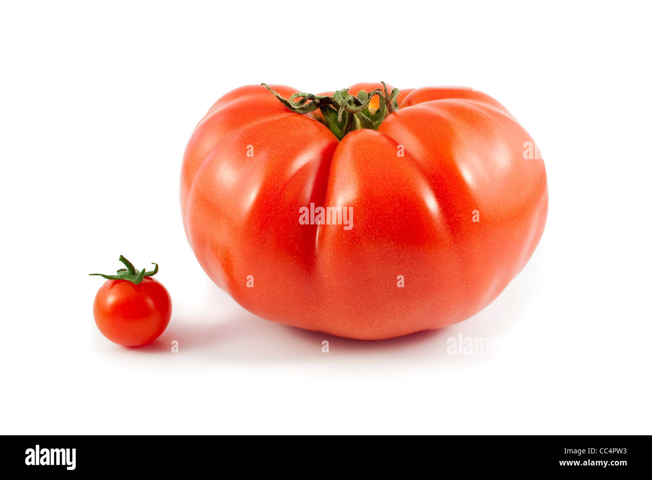 Riesige Biorind und kleine Cherry-Tomaten, Isolated on White Background Stockfoto