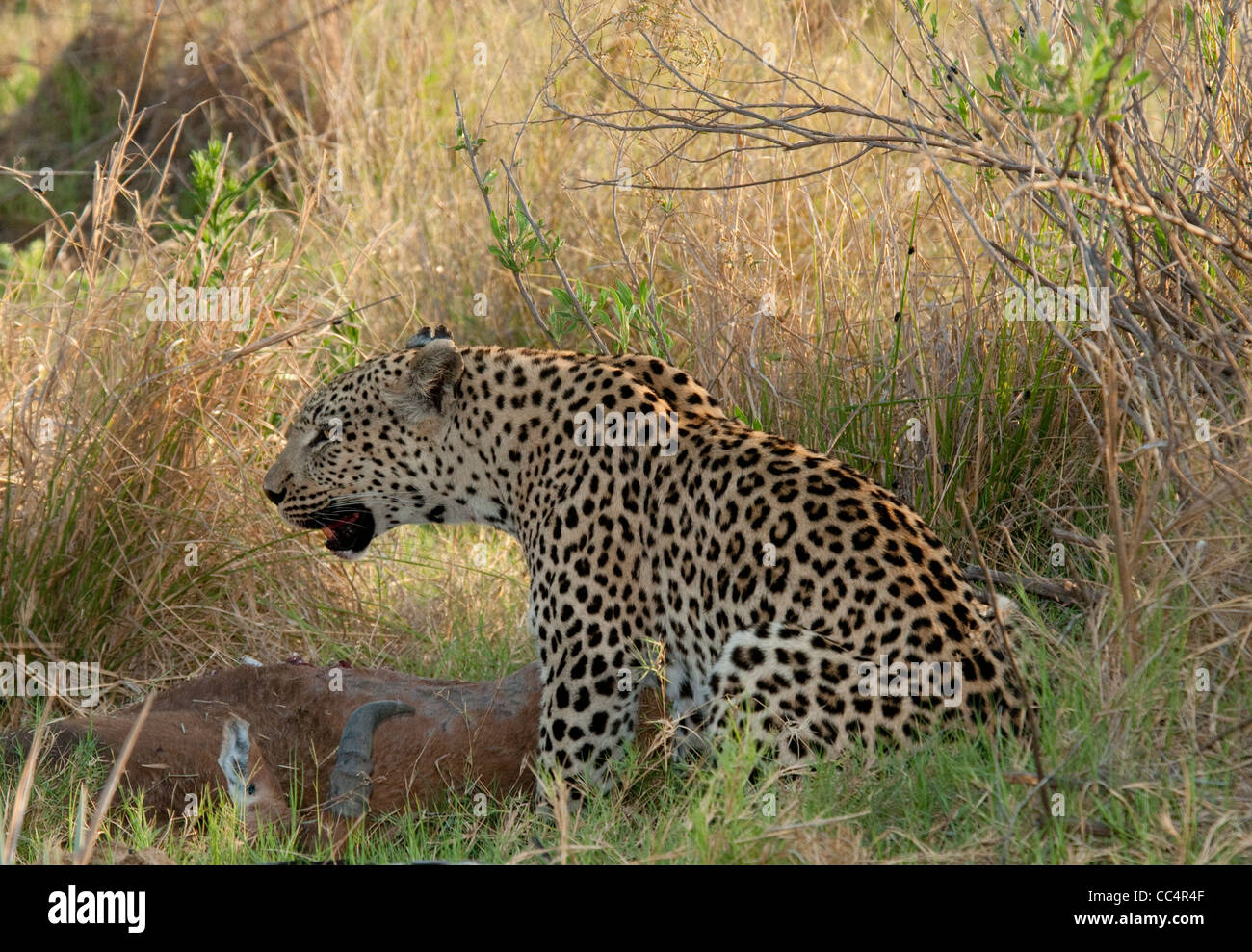 Afrika Botswana Tuba Baum-Leopard sitzend durch Kudus Kill (Panthera Pardus) Stockfoto