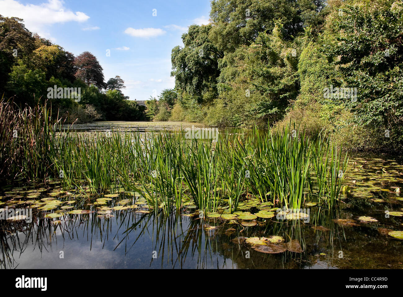 Sonnendurchflutetes üppigen grünen Seerosenteich mit Steinbrücke in Ferne Stockfoto