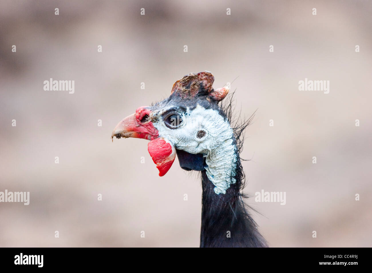 Der Hasslichste Vogel Der Welt