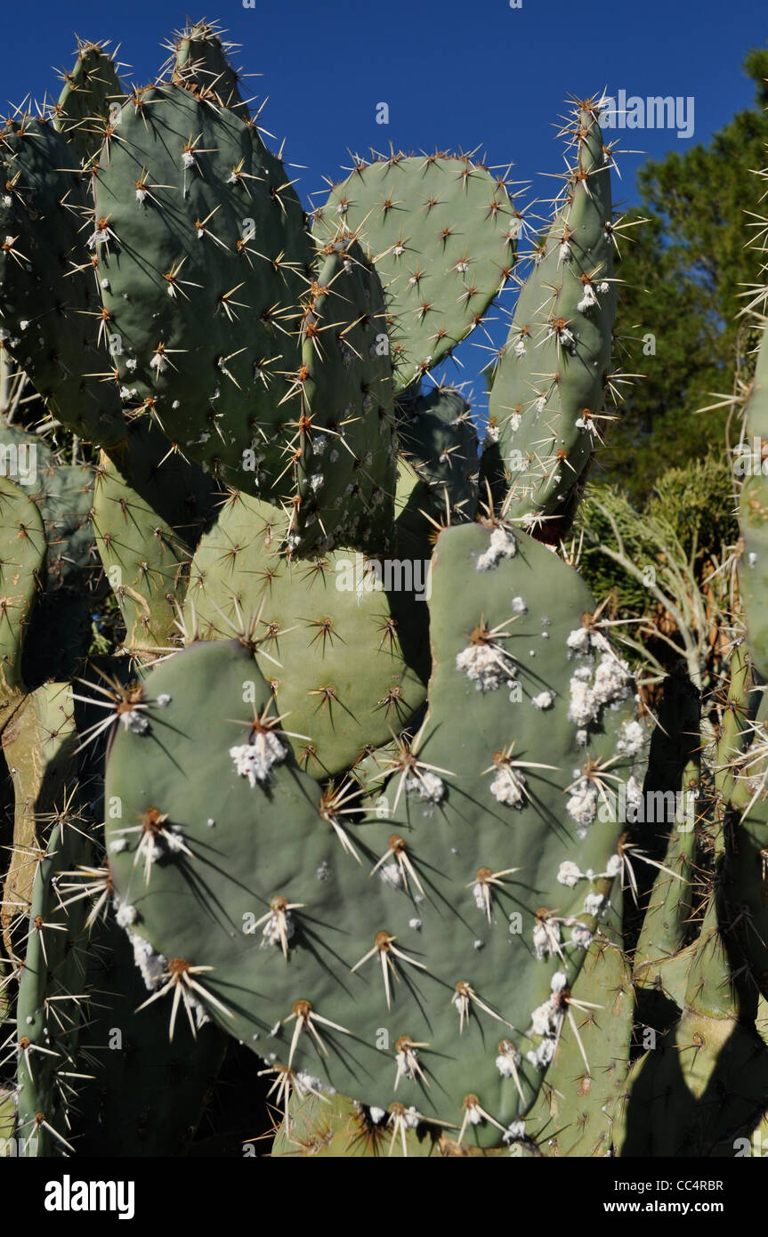 Cochenille Bug auf flachen Blatt, Nopal Kaktus, Palm Springs, Kalifornien, USA. Stockfoto