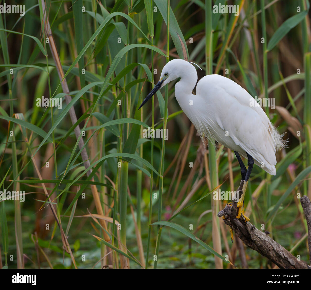 Reiher im Schilf Stockfoto